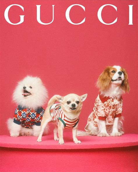 gucci pet collection 2021.